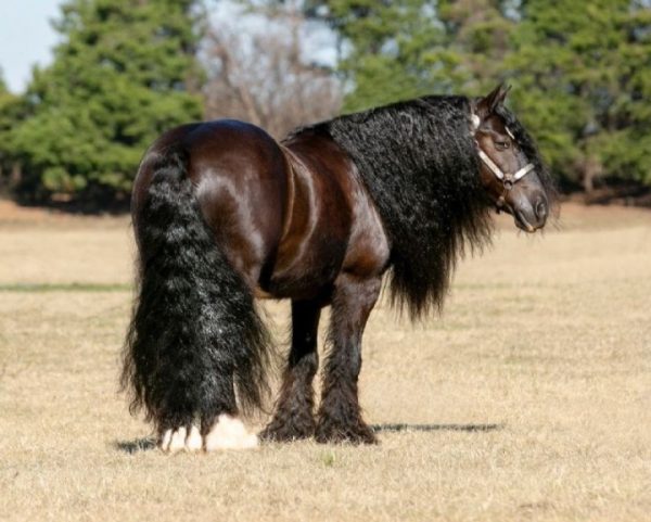 Calypso