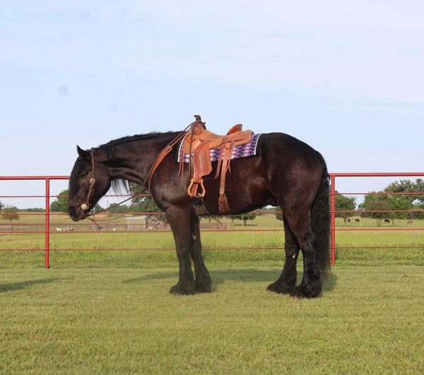 Cheyenne