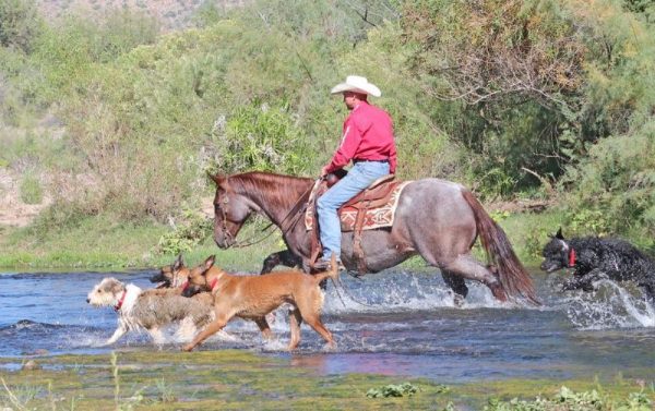 Wrangler - Image 2